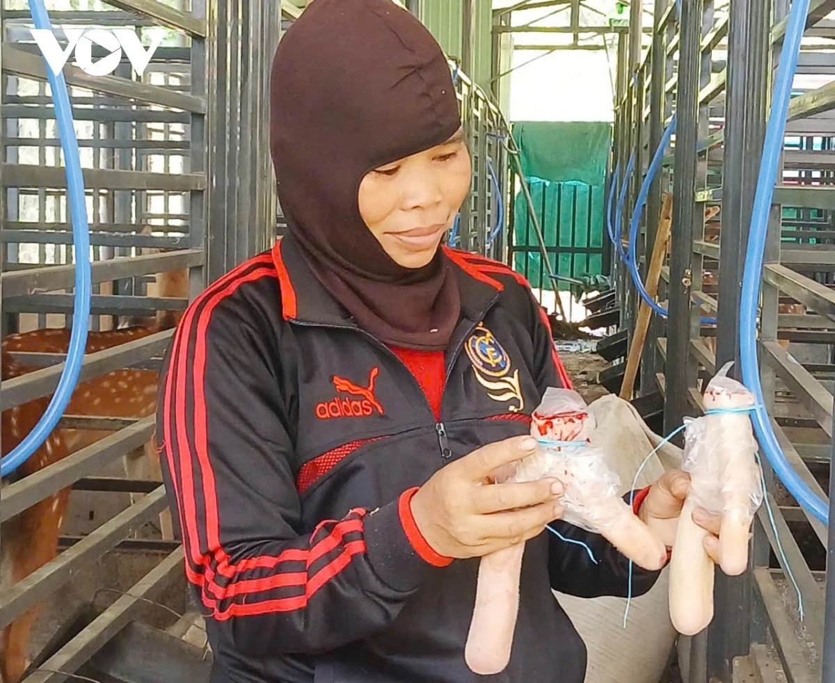 Nhung hươu có đầu ra ổn định, giá cả cao hơn so với nhiều vật nuôi khác