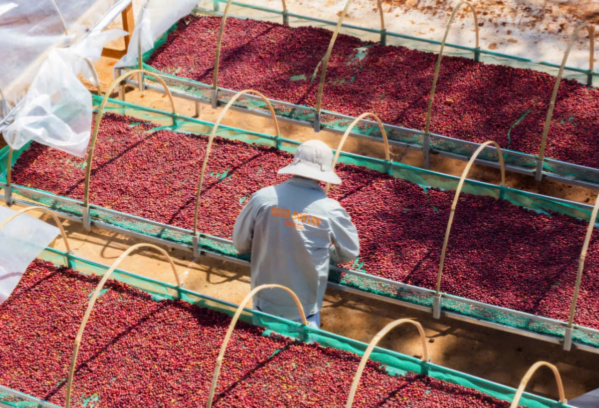Kơphế ki dâi lĕm a Gia Lai châ pêt bă rak ngăn tiô túa ki xúa phon hlá nhâ