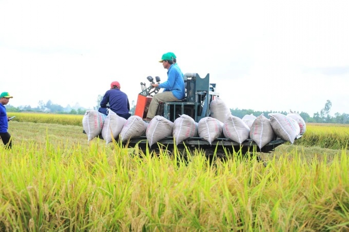 Kinh doanh, xuất khẩu gạo tại ĐBSCL