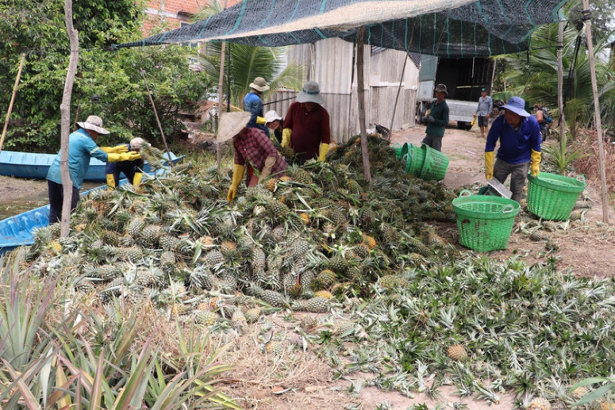Urang ikak pataom blei baoh manaih di xa Thạnh Mỹ