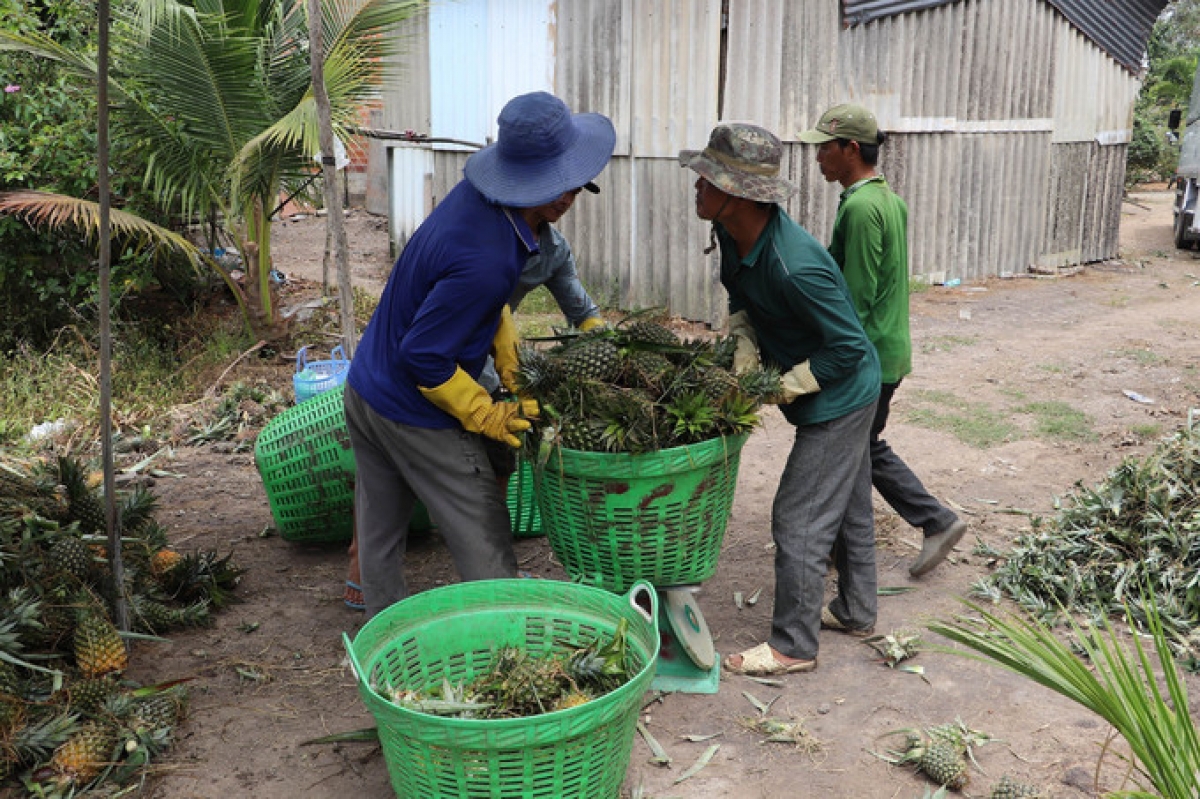 Urang ikak pataom blei baoh manaih di xa Thạnh Mỹ