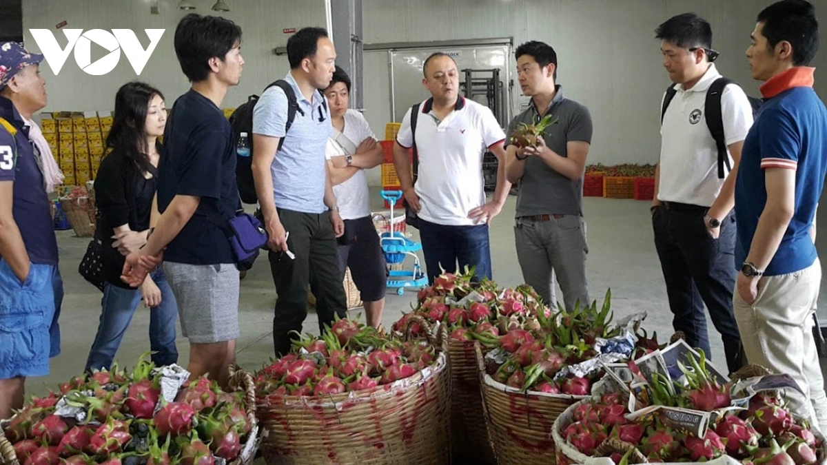Baoh thanh long piah pablei tabiak langiu negar