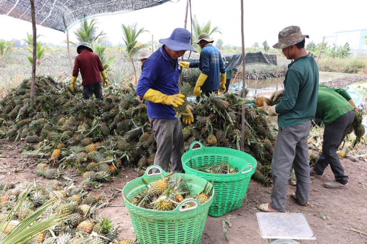 Urang ikak pataom blei baoh manaih di xa Thạnh Mỹ