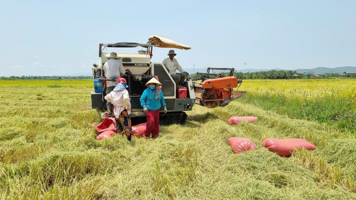 Kuăn pơlê djâ xúa rơxế kơmăi kơmok tung pêt mơjiâng vâ mơdêk pêi lo báu