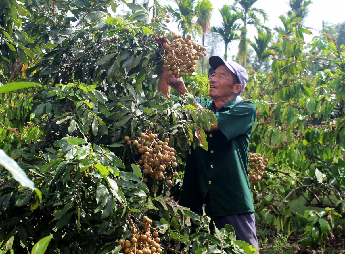 Cựu chiến binh Lê Trương Thận tỉ mẩn chăm sóc vườn nhãn sắp thu hoạch