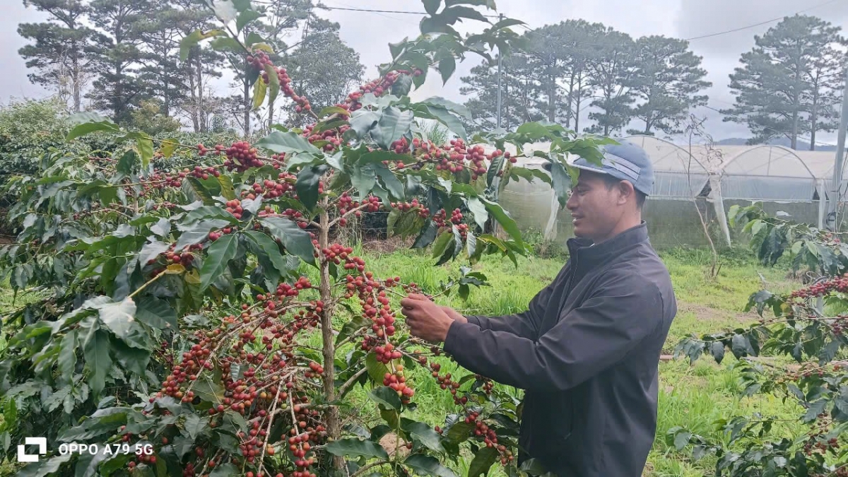 Kơphê Arabica lĕ djuai kơphê pla lu ƀơi Lâm Đồng