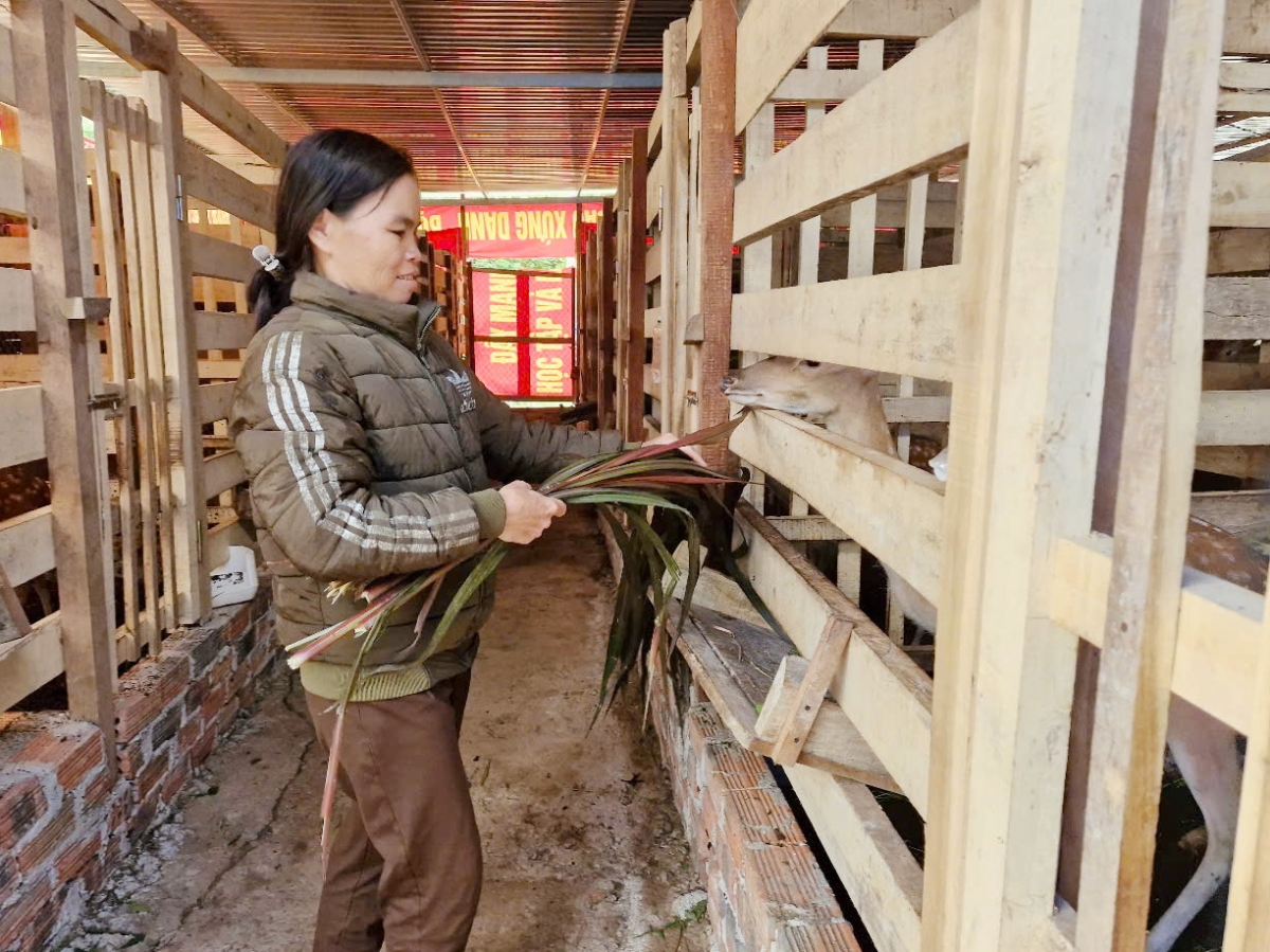 Kơnôm ing păn chiu xo kái, cheăng kâ rơpŏng nâ La Thị Sâm hiăng tơniăn