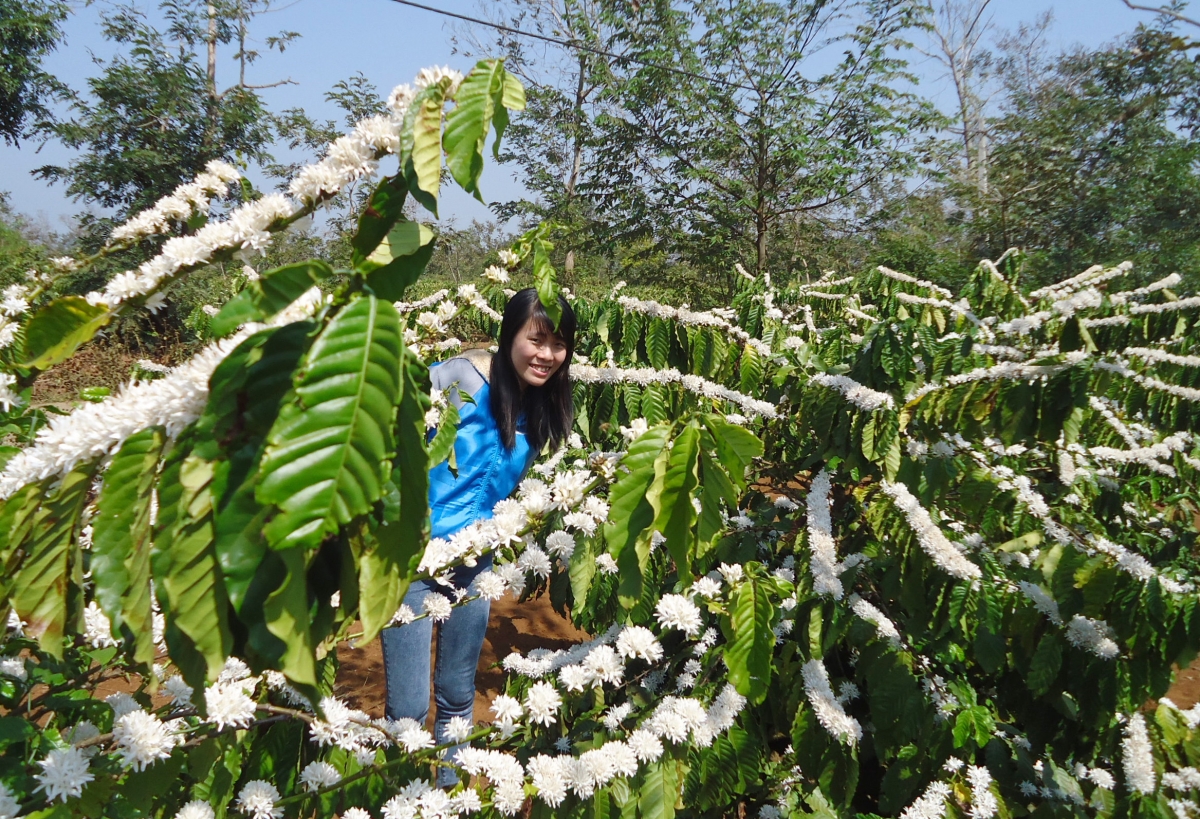 Mùa hoa cà phê nở trắng trời Tây Nguyên tạo điểm nhấn riêng cho du lịch Đắk Lắk