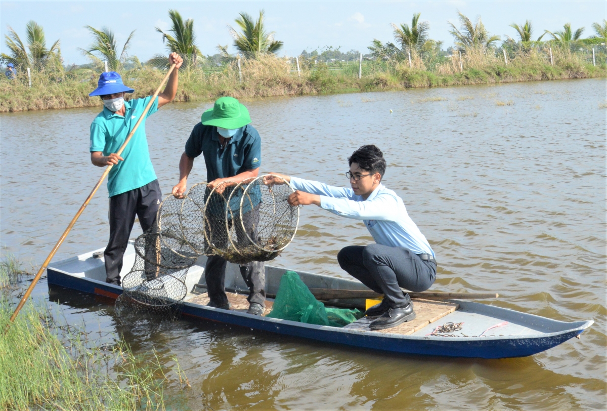 mô hình luân canh lúa – tôm ở tỉnh Kiên Giang tham gia đề án “Phát triển bền vững 1 triệu ha chuyên canh lúa chất lượng cao và phát thải thấp gắn với tăng trưởng xanh vùng ĐBSCL đến năm 2030”