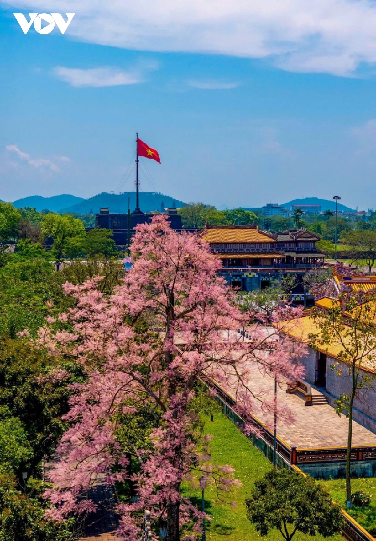 Cây ngô đồng hiện được trồng nhiều nơi tại Huế: Phía sau điện Thái Hòa, sân điện Cần Chánh, phía trước Đông Các, bên cạnh Ngự Tiền Văn Phòng, trước Cơ Mật Viện hay các cây ở công viên Thương Bạc...