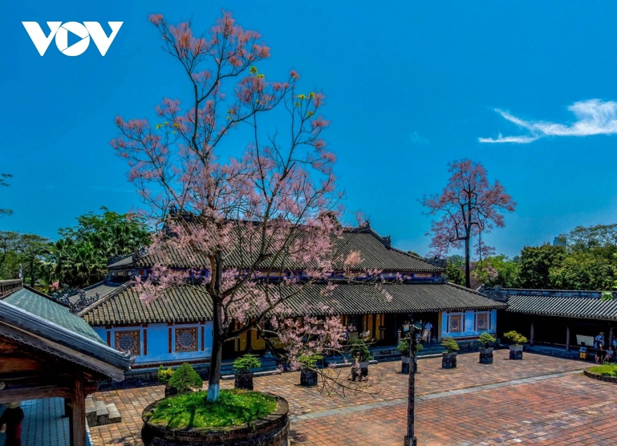 Hoa ngô đồng nở đẹp nhất là cuối tháng 4 đầu tháng 5 khi lá cây trút hết.