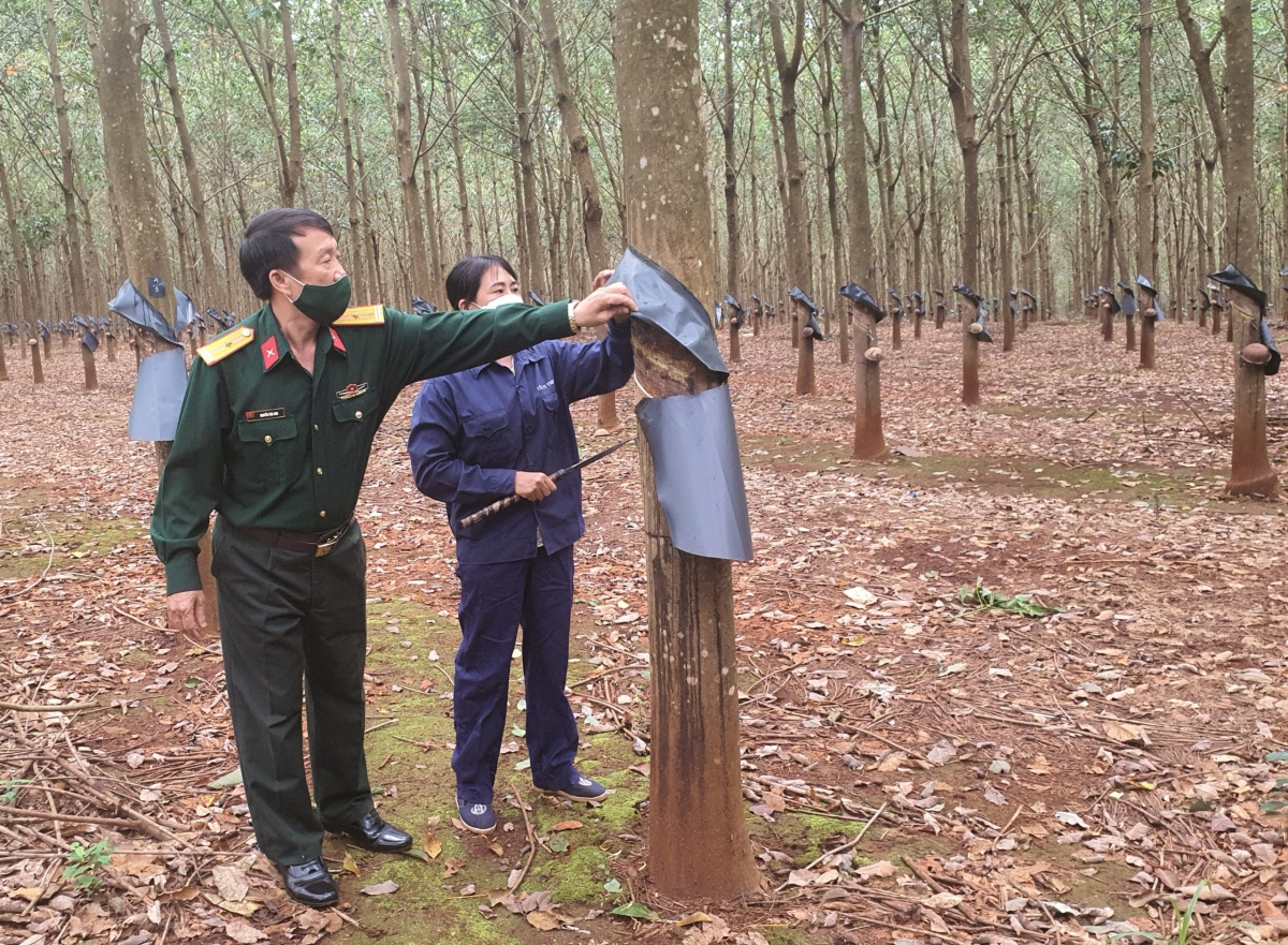 Hnê kŏng nhân a Kŏng ti 75, Ƀinh đoàn 15 kúa chhá kơxu