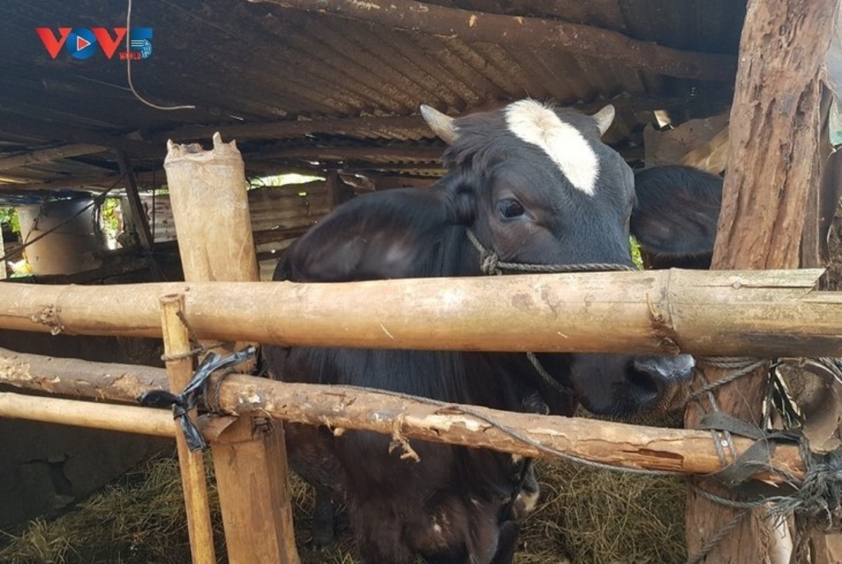 109 rơpŏng kuăn pơlê a Ia pêt hiăng xo ro kăn vâ păn mơnhông cheăng kâ rơpŏng hngêi. Rêm to ro châ Tơnêi têa gum 14 – 15 rơtuh liăn