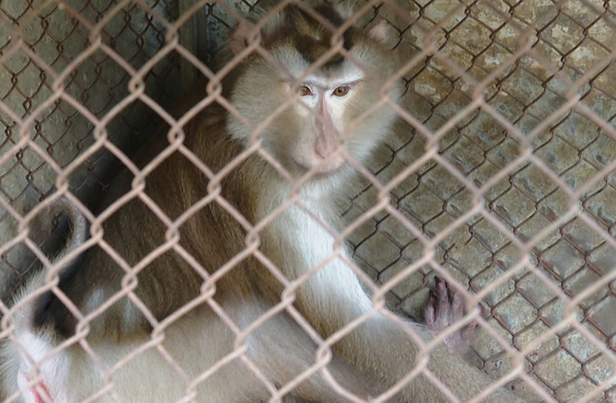 Cá thể khỉ đuôi lợn có trọng lượng 6kg.