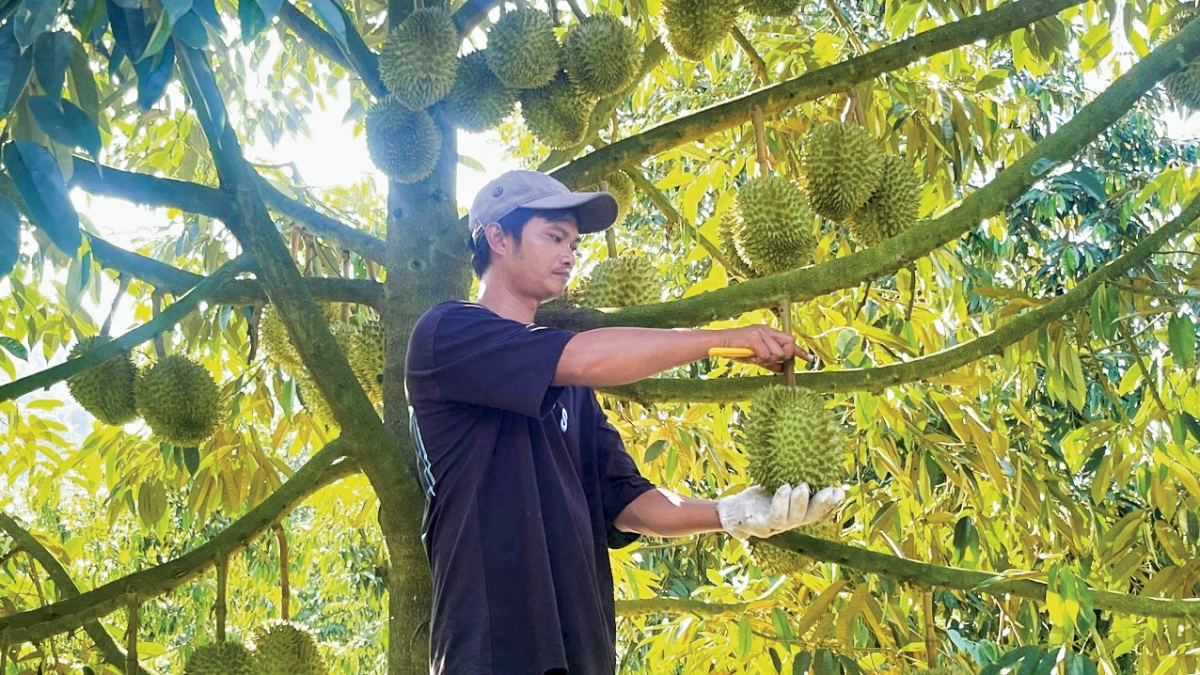 Nhờ thiên nhiên ưu đãi, đất đai màu mỡ phù hợp phát triển các loại cây công nghiệp lâu năm có giá trị kinh tế cao, vùng căn cứ cách mạng Lộc Nam, nơi ông K'Dĩnh cùng động đội tham gia chiến đấu đã hình thành các vùng sản xuất ổn định với tổng diện tích lên đến hơn 5.000ha.