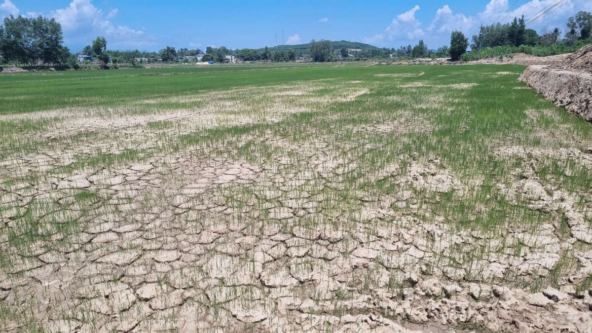 Rlău 1.000 ha tơm tăm khay puh wai ta Dak Lak ât rdâng đah duh phang.