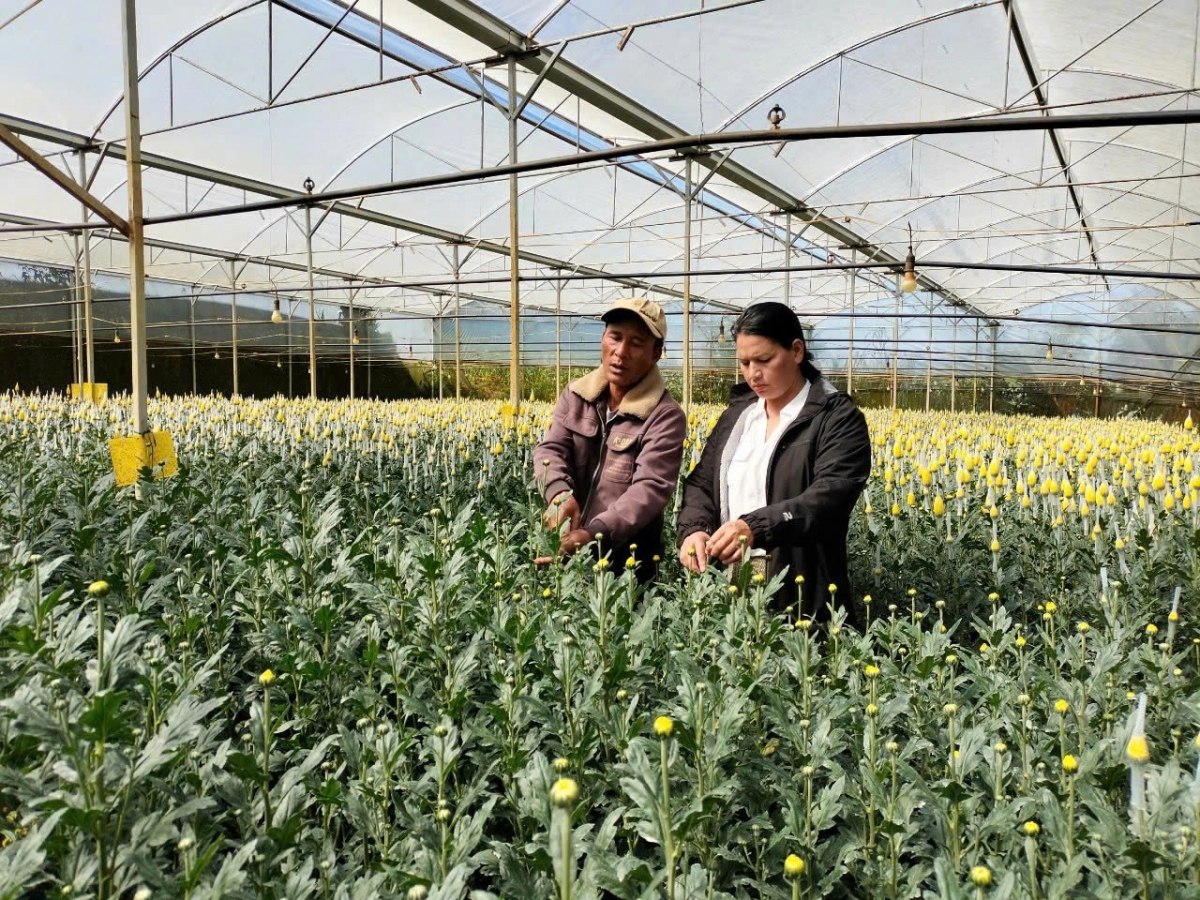 Broă lơh lơh broă sa suơn sre ngui măi mok pa tiah làng bol jơi bơtiàn dồ êt nă cau Lâm Đồng ngai sơlơ bơtàu tơnguh