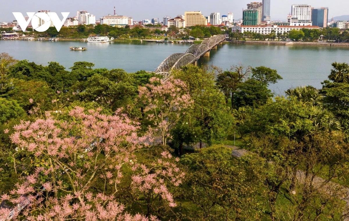 Cây ngô đồng nở hoa giữa công viên cây xanh, xa xa là cầu Trường Tiền bắc qua sông Hương.