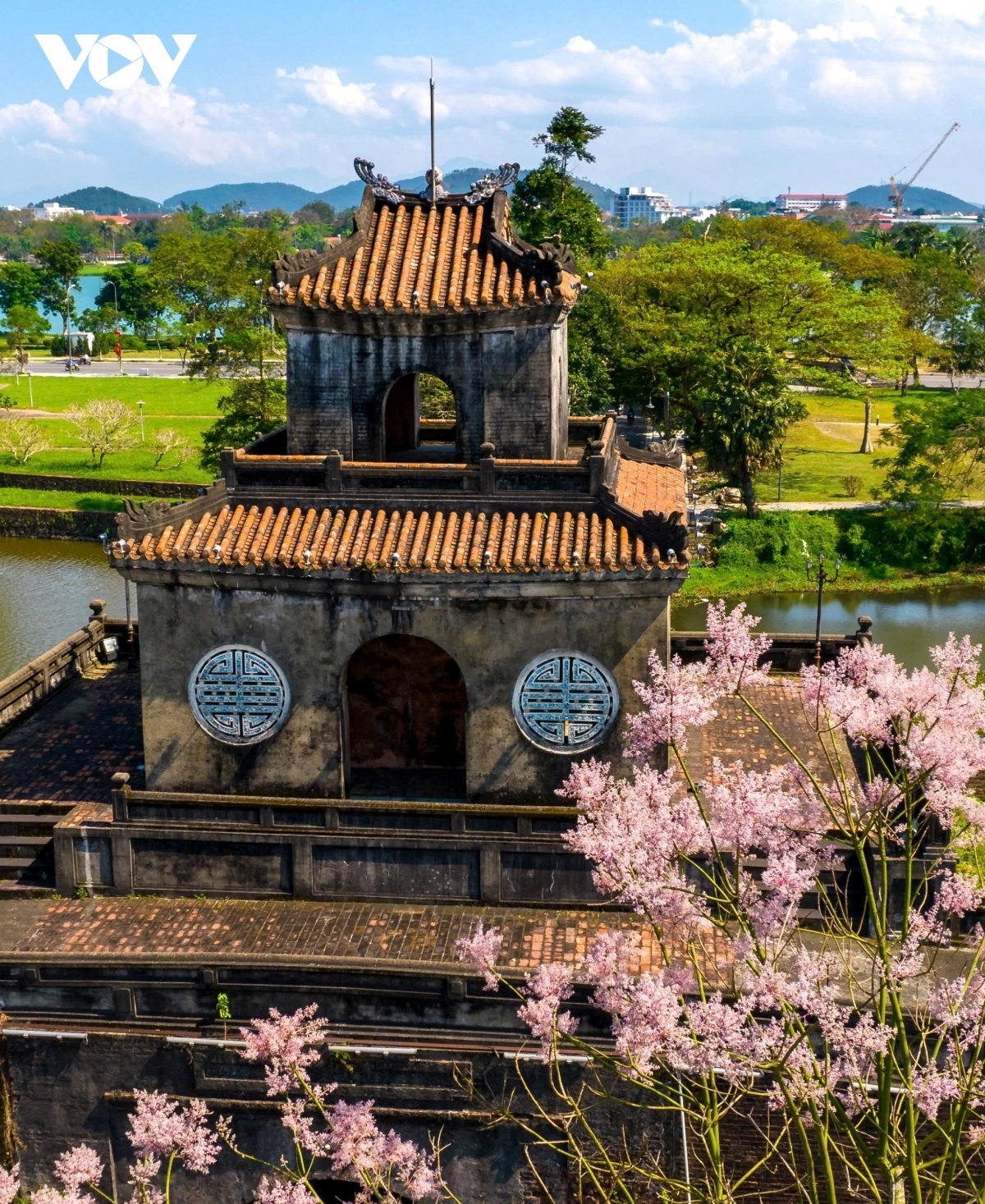 Cành hoa ngô đồng có nhiều nụ li ti, kết lại thành chùm hoa chờ nắng lên bung nở.