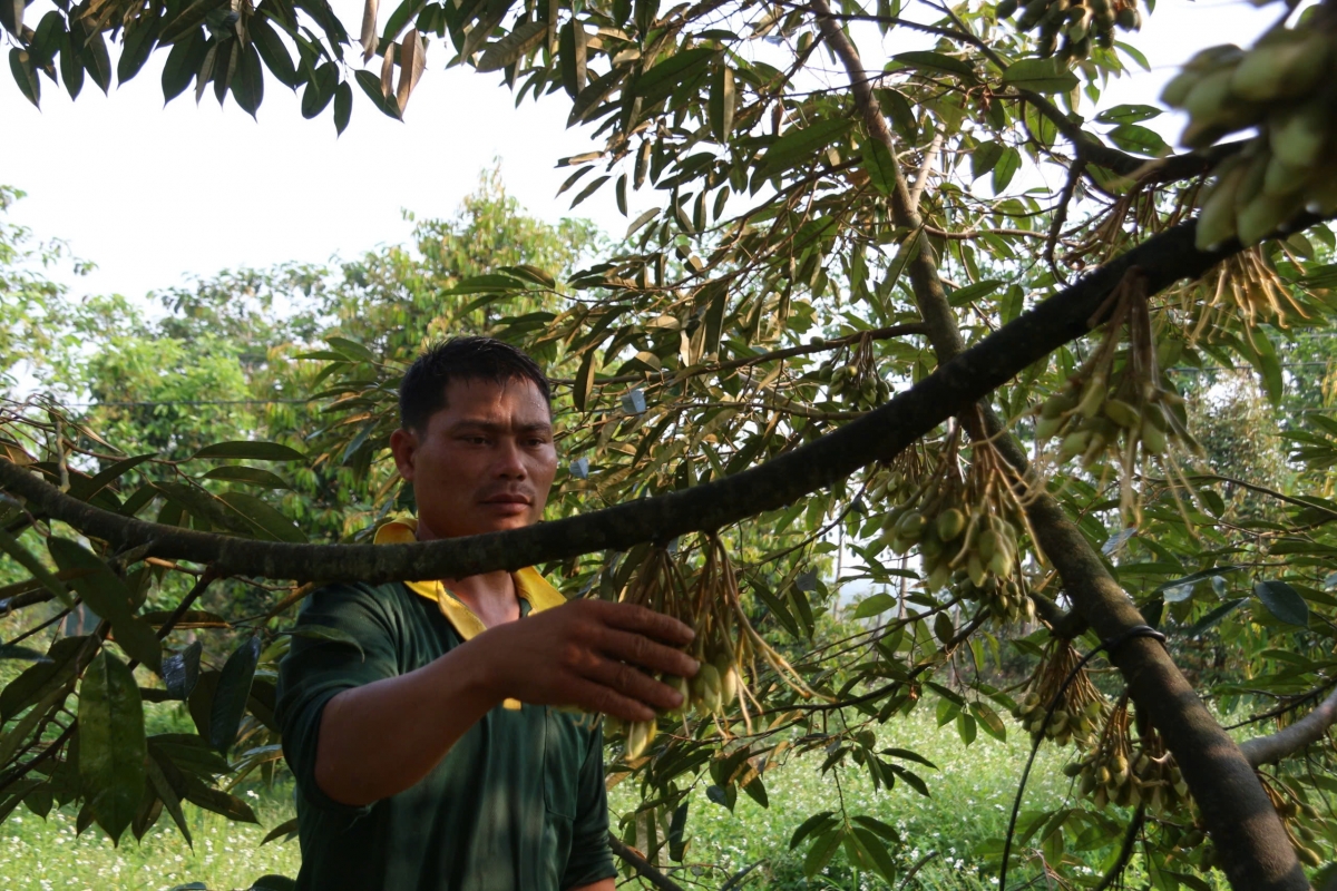 Cau tam sầu riêng Dăk Lăk rơcăng lài tam phan jăt gùng dà niam sàng goh nàng tơnguh uă bơta niam phan bơna tăc mờ lơgar ndai