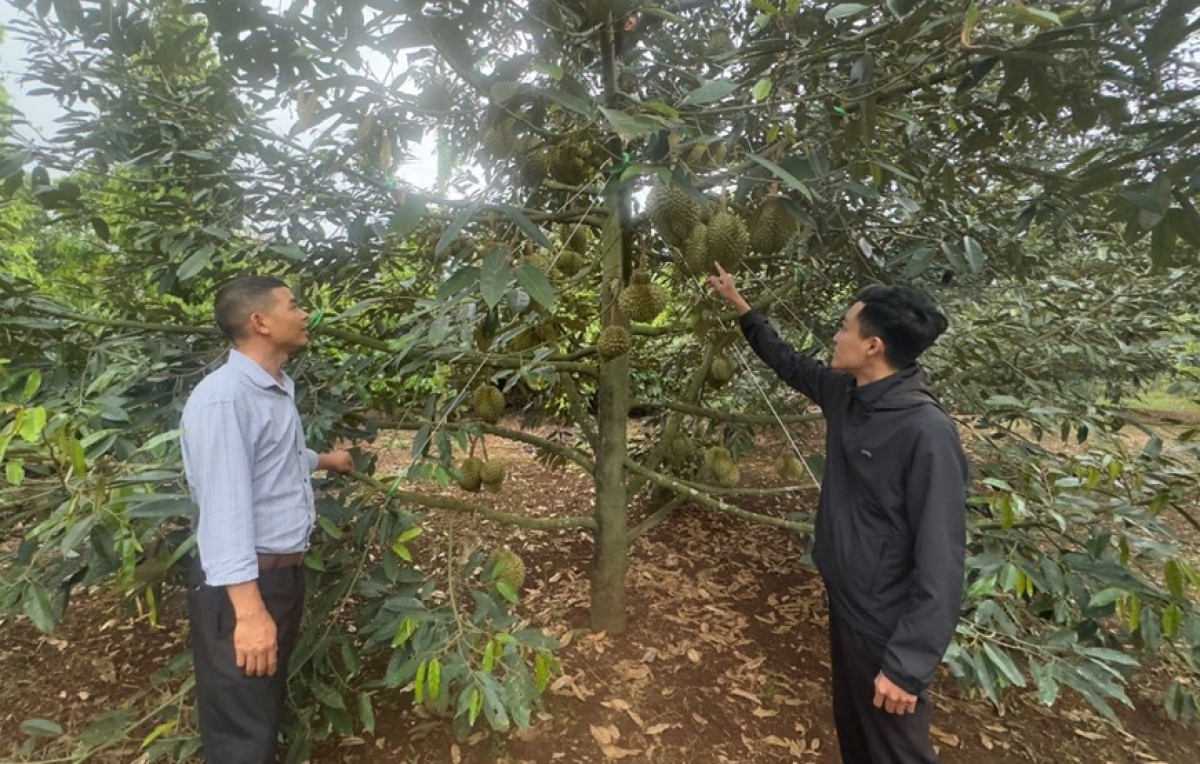 Phun durian di Dak Lak