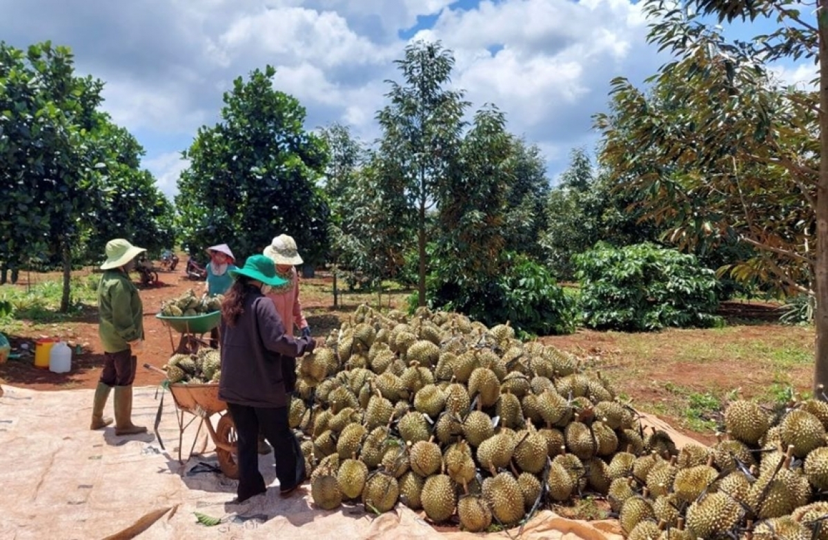 Baoh durian lac janih baoh kayau ba mai kein laba glong