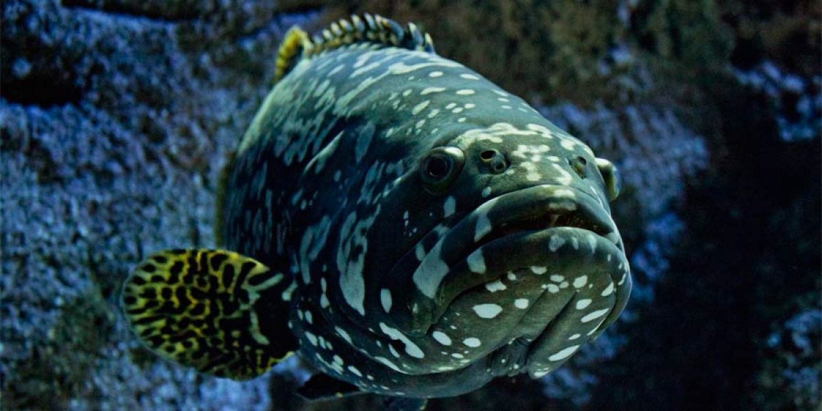 Ikan trân châu