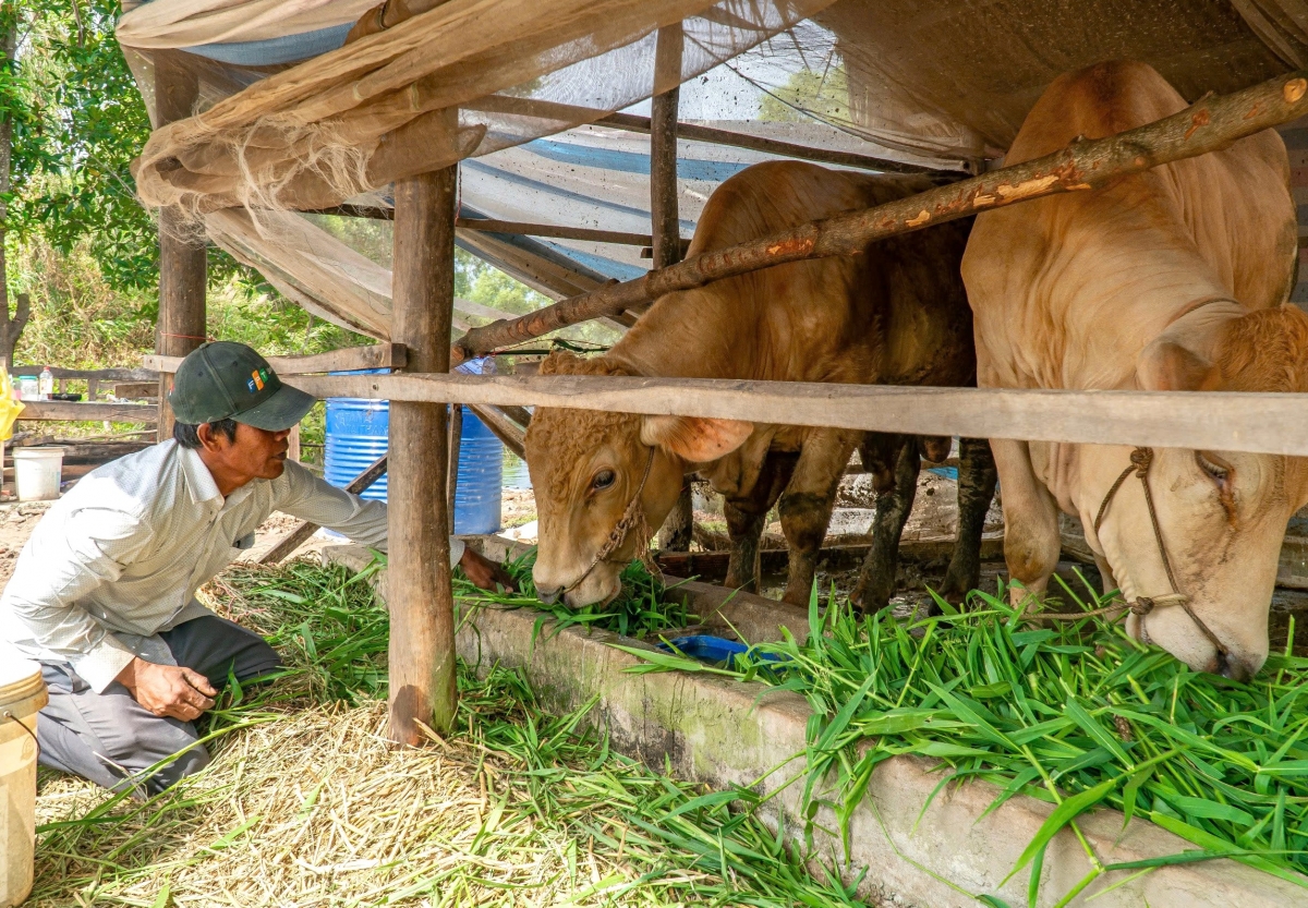 Vợ chồng anh Sơn còn được hỗ trợ cặp bò giống để phát triển kinh tế