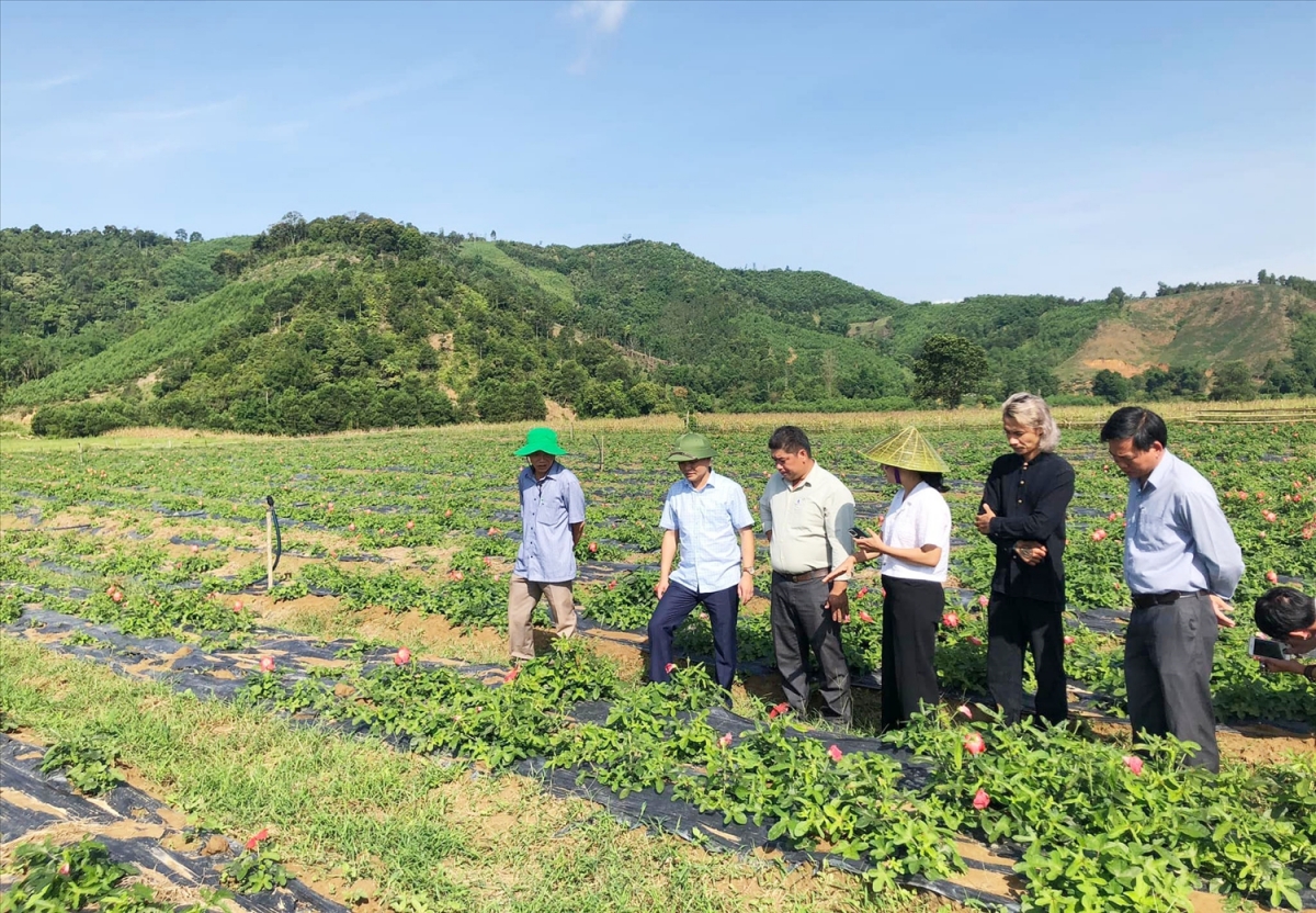 Để hộ nghèo vùng DTTS không tái nghèo, UBND huyện A Lưới đã gắn nhiệm vụ xóa nhà tạm với việc hỗ trợ sinh kế để đồng bào phát triển kinh tế bền vững