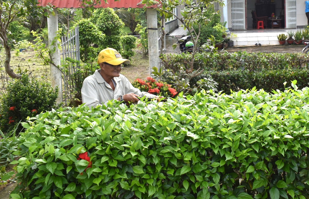 Ông trồng hàng rào cây xanh đảm bảo tiêu chí NTM và để góp phần làm nông thôn thêm đẹp