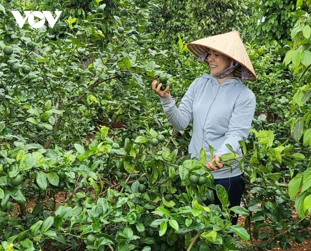 Đa số vốn vay phát huy tốt hiệu quả trong sản xuất nông nghiệp. (Ảnh: Tuấn Long)