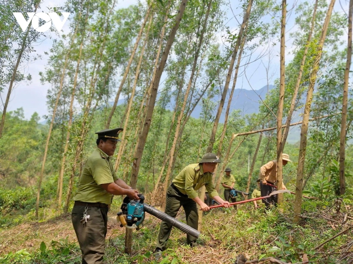 Dùng máy thổi gió hút thực bì hạn chế cháy rừng xảy ra