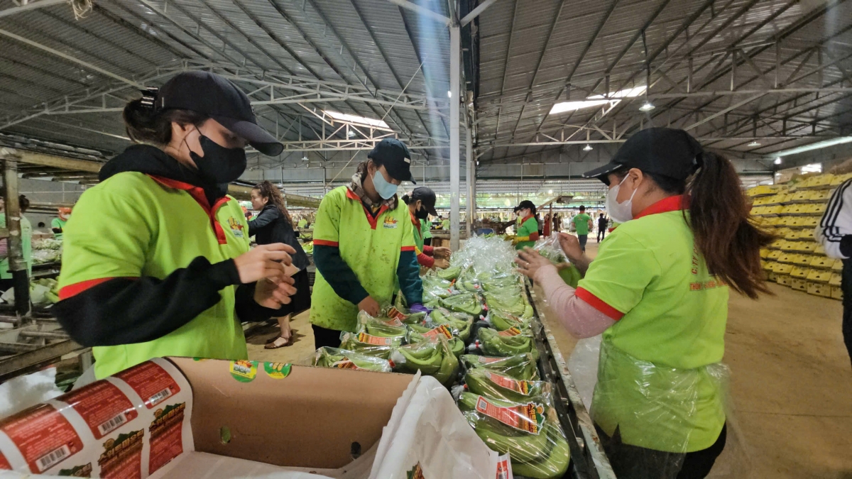Dăk Lăk sền gròi ală broă lơh lam lơh gơlik, lơh bal ală broă lơh phan bơna nàng sok sền kràñ bơta niam drà blơi mờ drà tăc bơh phan bơna dê