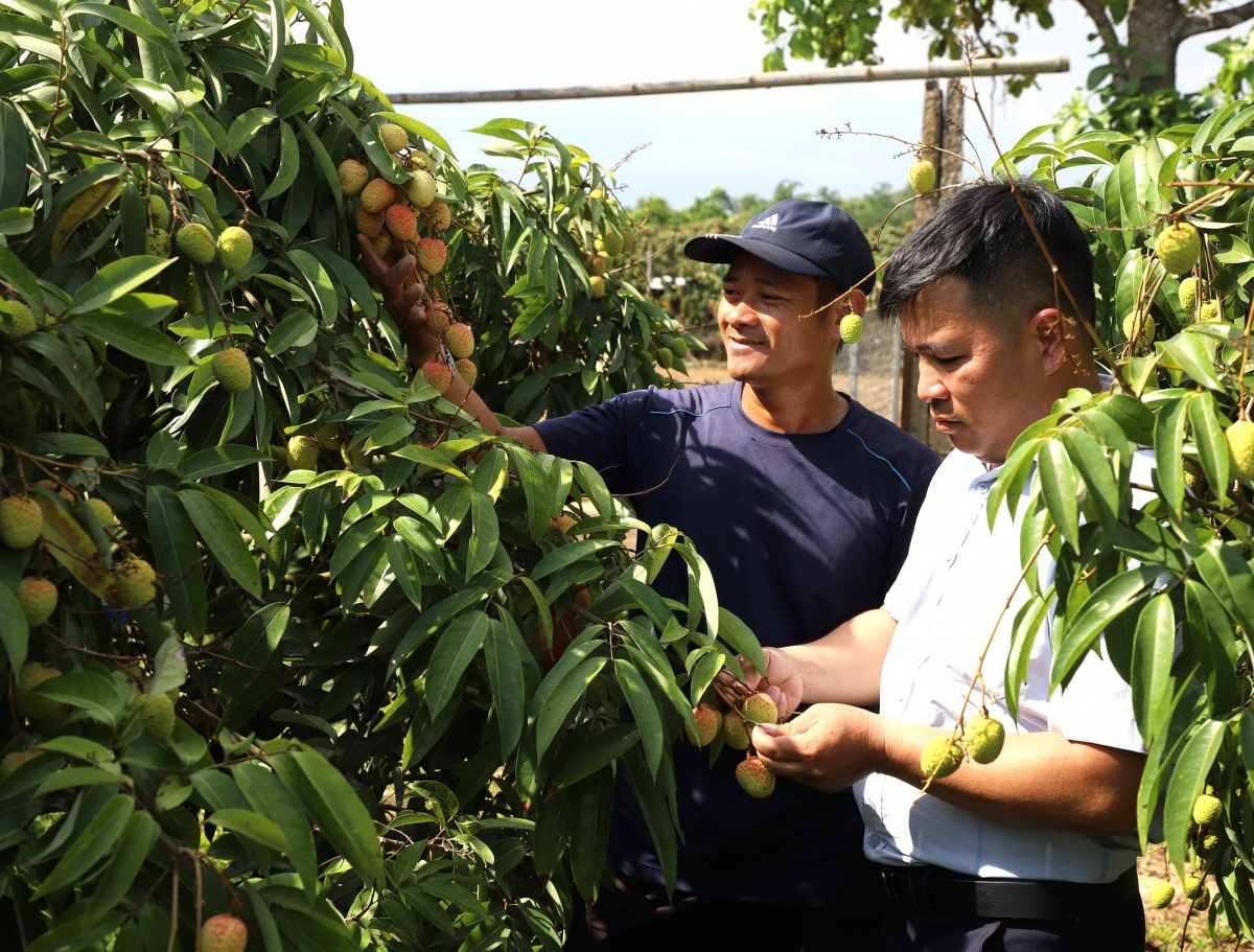 Tơdrong chơt hơiă pơyan vải đei plei ‘yăl đơ̆ng kon pơlei Đắk Lắk