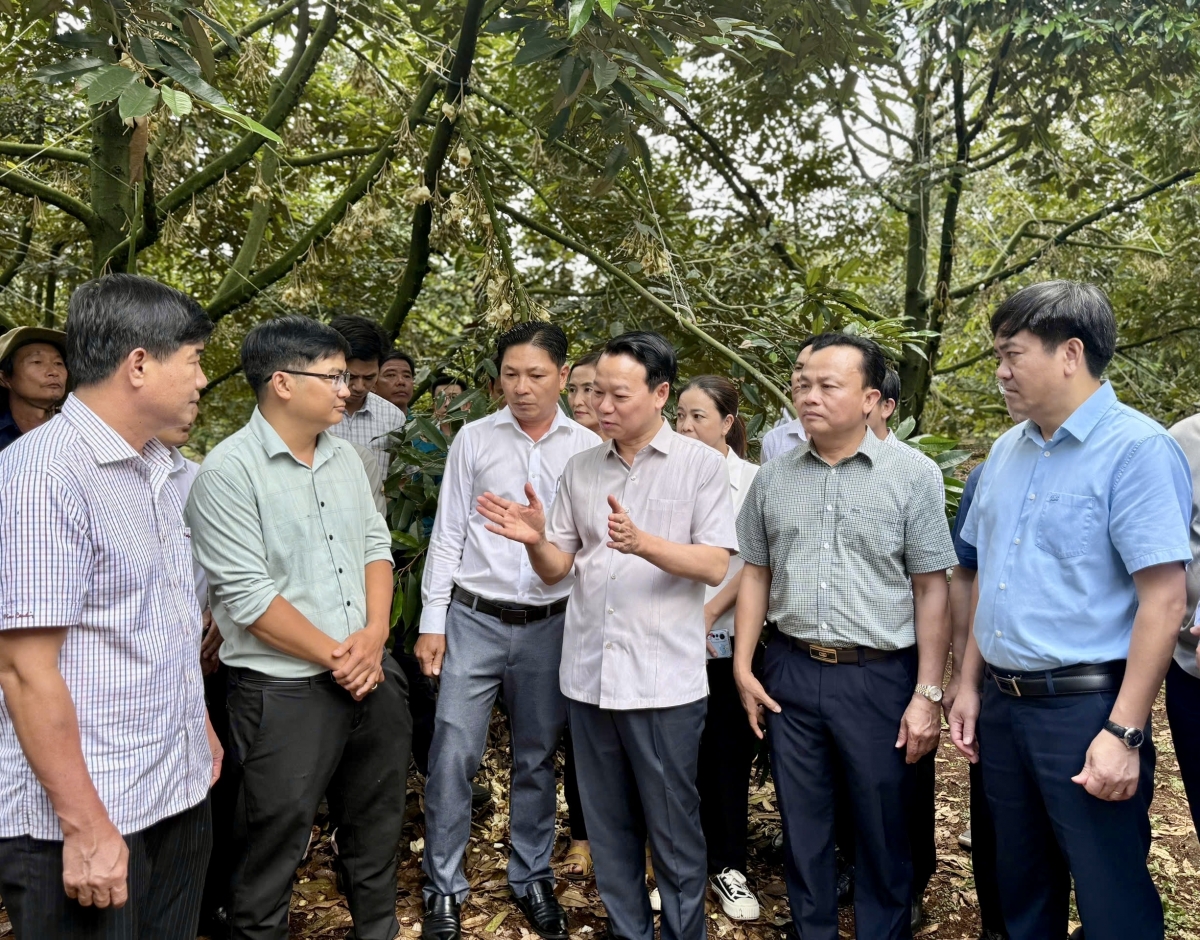 Ală ƀòn lơgar, mpồl lơh sa kă bro, mpồl lơh broă bal mờ làng bol hơ bal tam gơl bơh gĭt wă tus lơh broă nàng bơ̆t bơtàu bơtàu tơngguh gah phan sầu riêng Việt Nam kơ̆ kơl jăp