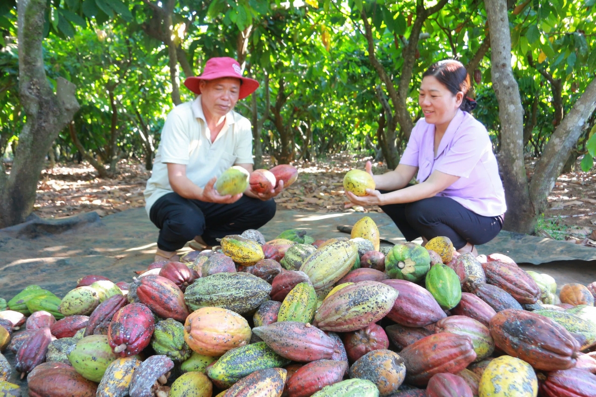 Hợp tác xã tuch tăm ƀư njêng găr ca cao Tân Thành, xã Ea Na, nkuâl Krông Ana, n’gor Dak Lak hŏ lor nchrăp ƀư njêng ca cao tĭng trong rƀŏng wăch tay