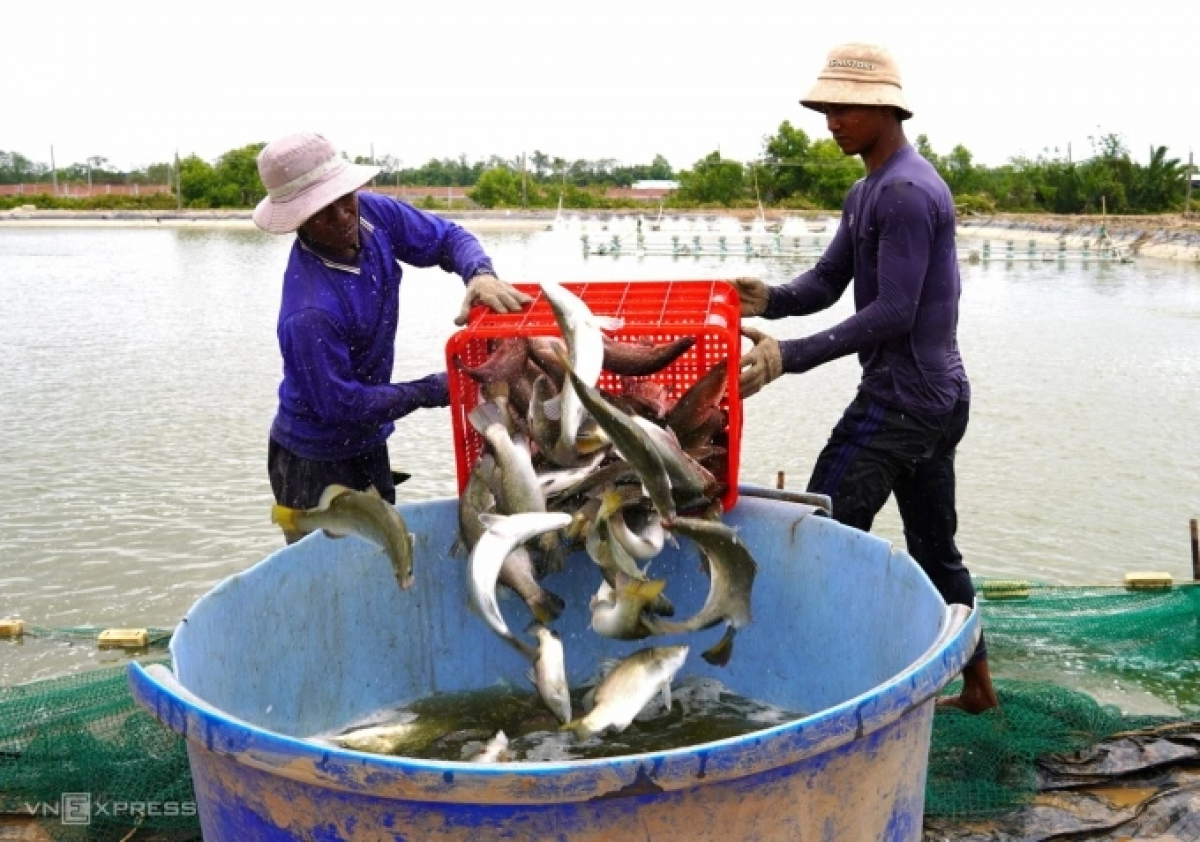 Urak ini labik raong ikan di sa-ai Dũng pabak labaih 3.000 tan ikan chẽm bre ka bruk pablei tabiak langiu negar saong pablei dalam negar