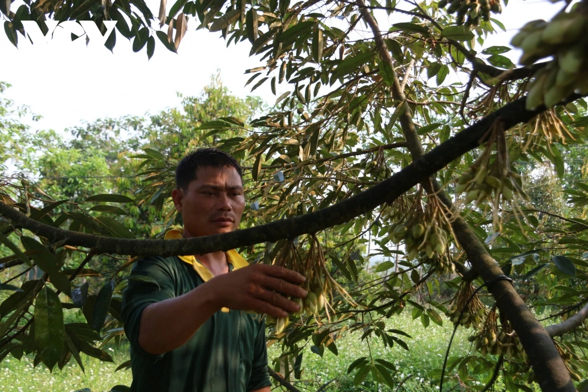 Urang pala durian di Dak Lak pala tui jalan karo salamat piah paglaong asar siam ndap nda pablei tabiak langiu negar.