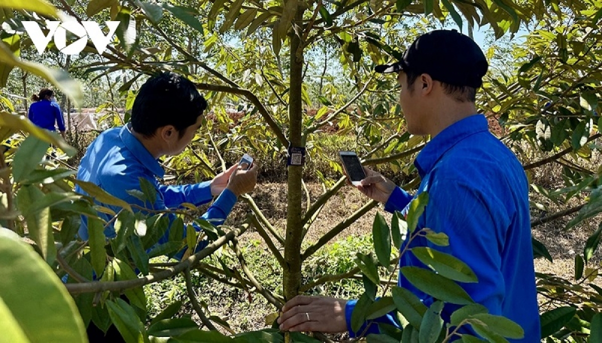 Dak harei dak hu rilo bein durian di Dak Lak