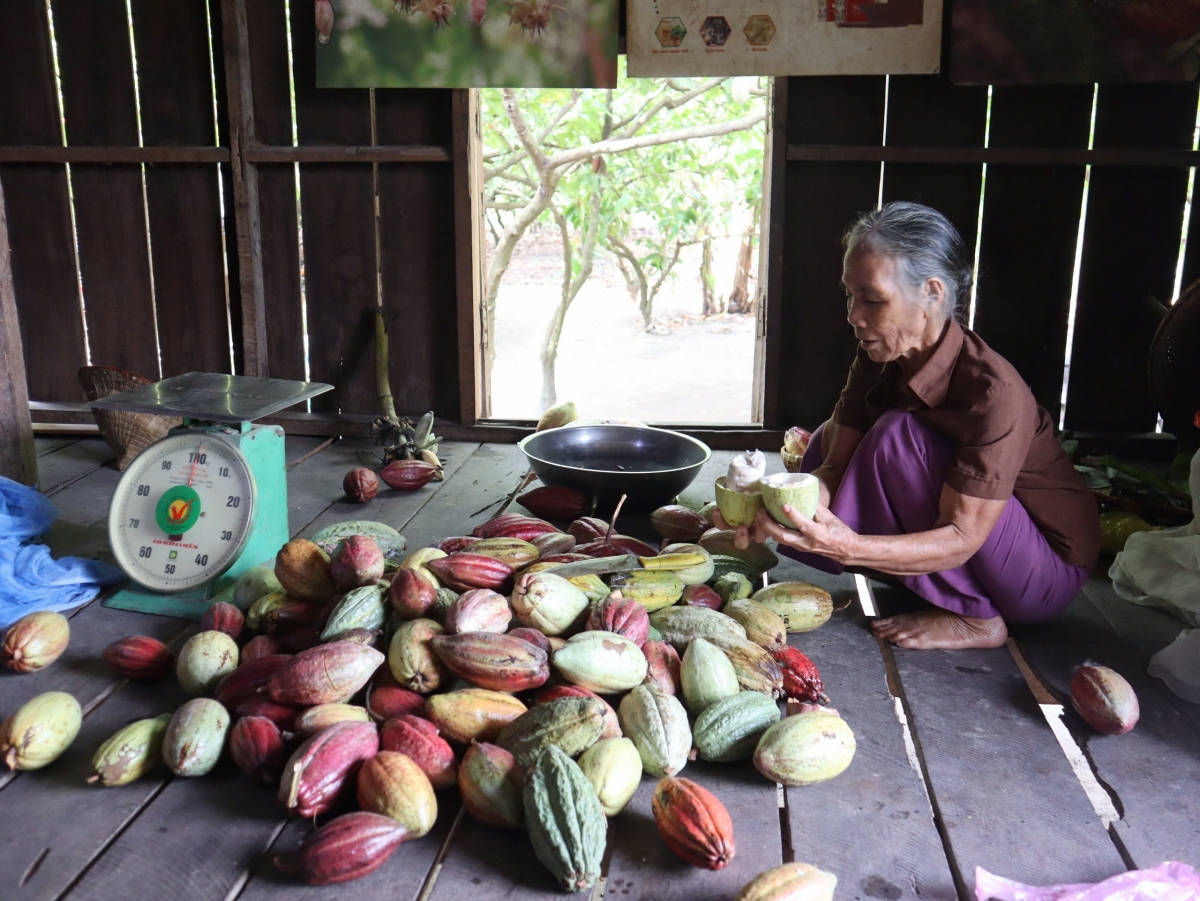 Rơnoh sĭ kakao pơmă, mơnuih ƀôn sang să Yang Tao, tơring glông Lak, tơring čar Dak Lak djơ̆ bơyan