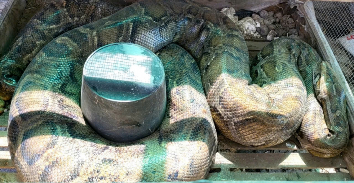 Các loài trăn đang được nuôi dưỡng tại Khu chuồng nuôi dưỡng, cứu hộ động vật hoang dã