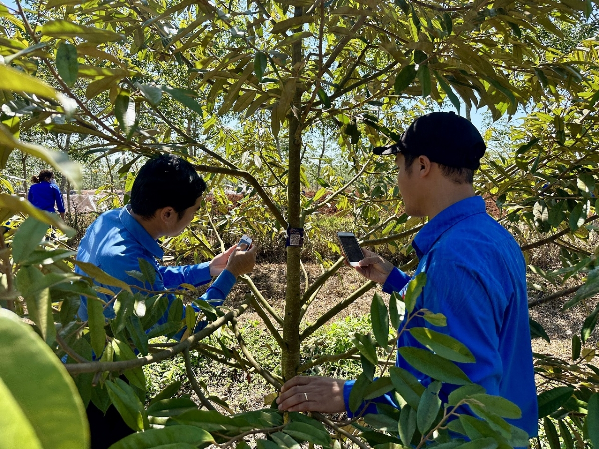 Roi ‘năr roi lơ pơgar sầu riêng tơ̆ dêh char Đắk Lắk đei pơklep hơnăn QR
