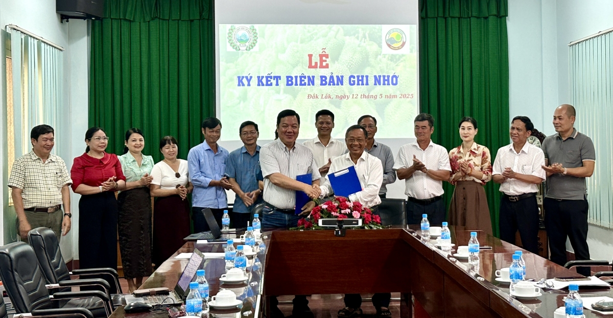 Khul boh sầu riêng (Durian) Dak Lak hăng Anom kơsem min boh thâo ia rơgơi ngă hmua kual Dap Kơdư jơnum kĭ pơkôl hră pơar hơdor pioh bruă ngă hrŏm