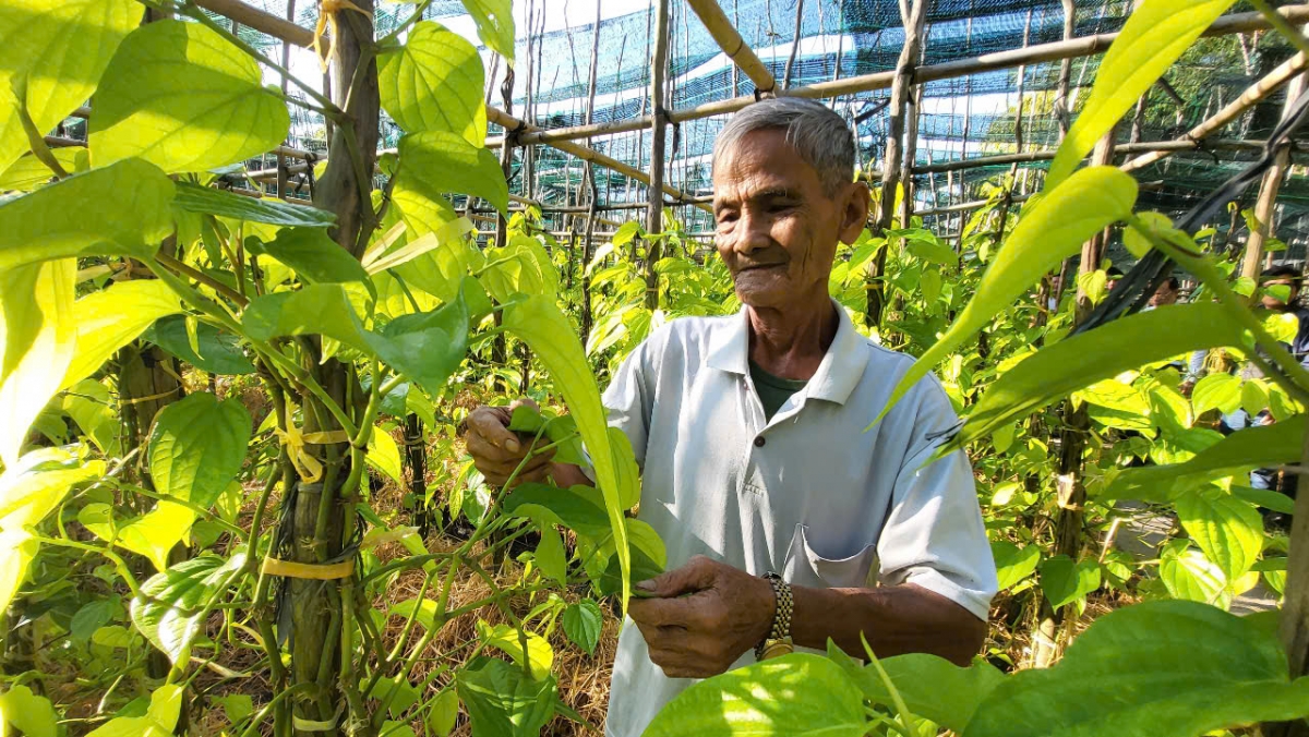 Dây trầu không chỉ giúp người dân trồng trầu ở Vị Thủy có kinh tế khấm khá mà còn tạo công ăn việc làm ổn định cho nhiều lao động ở địa phương từ việc trồng, chăm sóc, hái, xếp lá trầu thuê.