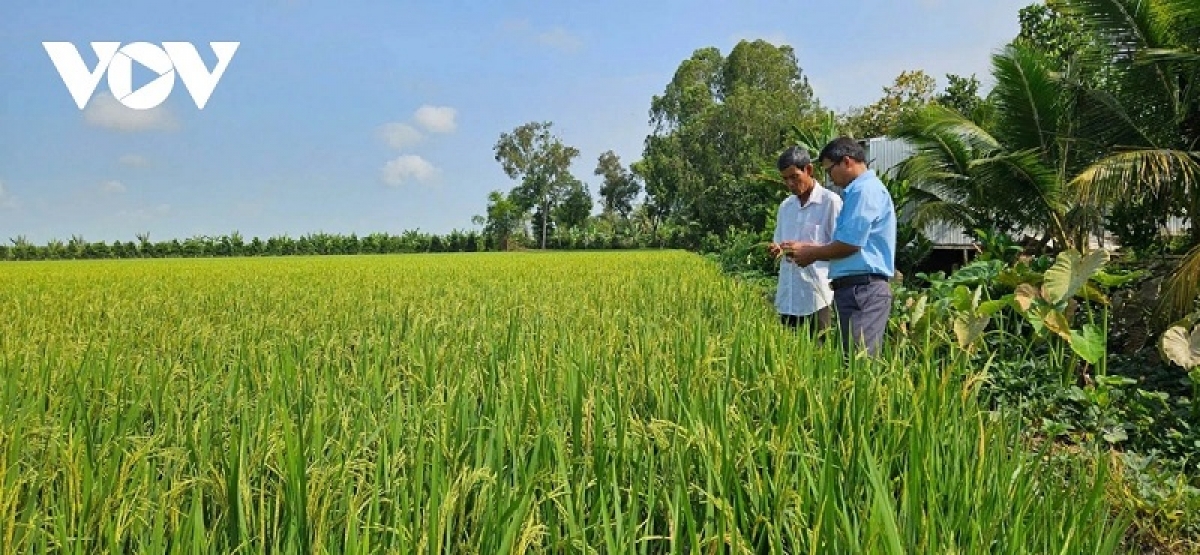 Urang ngak nong tinh Dong Thap ngak padai tui Danak dak 1 trieu hecta