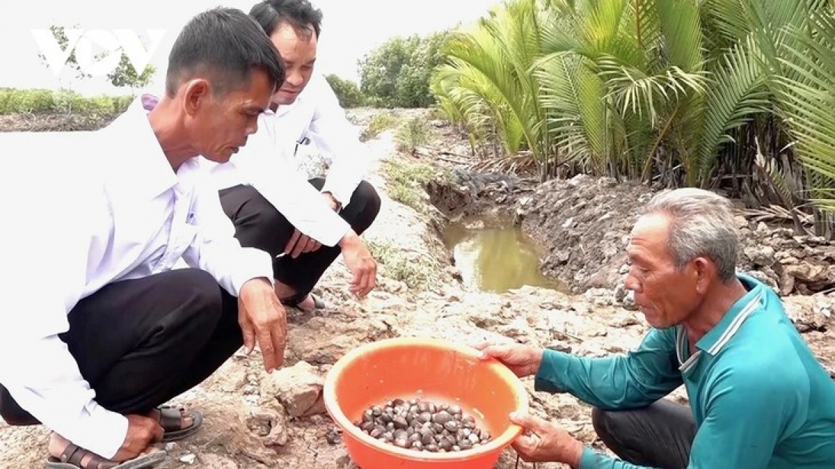 Ông Nguyễn Văn Hiền (ngoài cùng bên trái) đi thăm mô hình nuôi sò của người dân trên địa bàn ấp - Ảnh: VOV