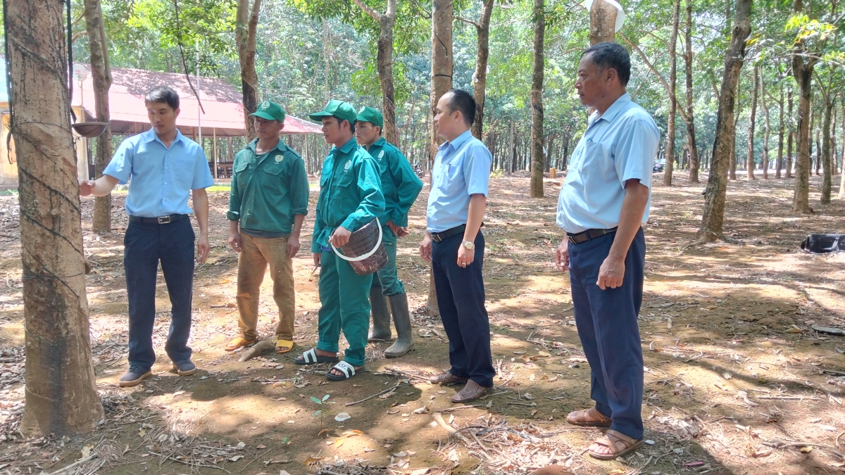 Kpuih HMin (triau kơldung) pơlam bơta chài cau lơh phan còr bơsơt kau su in