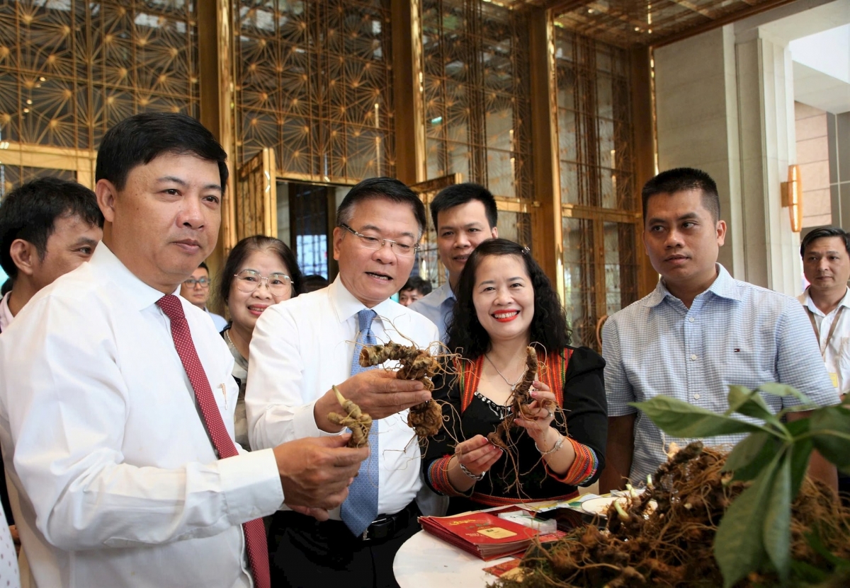 Phó Thủ tướng Chính phủ Lê Thành Long cùng Bí thư Tỉnh ủy Lương Nguyễn Minh Triết tham quan gian trưng bày sâm Ngọc Linh tại Hội nghị triển khai Quyết định 463/QĐ-TTg của Thủ tướng Chính phủ phê duyệt Đề án “Phát triển và hình thành trung tâm công nghiệp dược liệu với sâm Ngọc Linh là cây chủ lực”. Ảnh: ALĂNG NGƯỚC