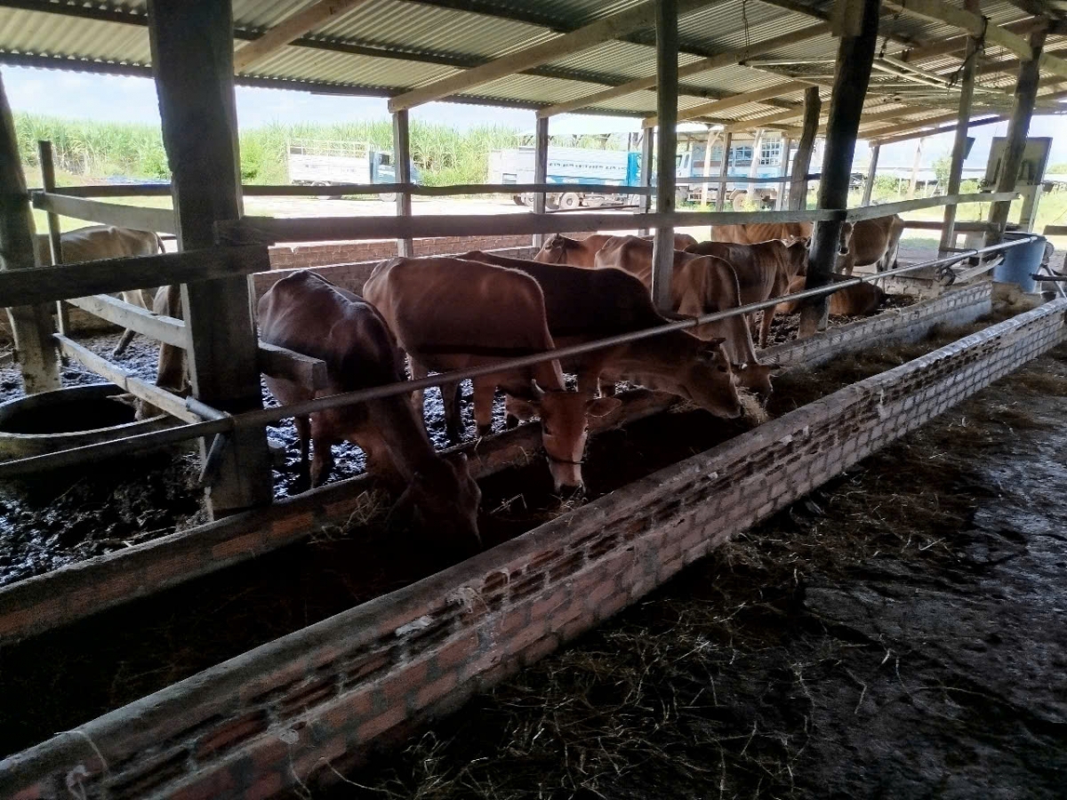 Ro dêi rơpŏng a mâu pơlê tung cheăm Ayun, tơring Chư Sê châ păn tơdjuôm