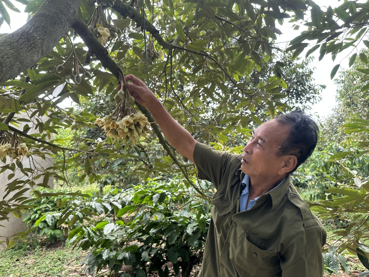 – Mnuih ngă lŏ hma Daklak dlăng kriê bruă ana boh durian